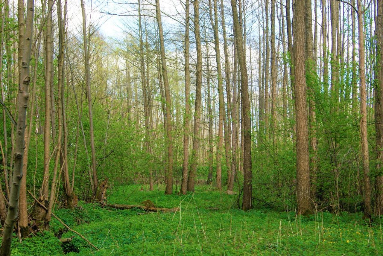 Losiowate Gospodarstwo Agroturystyczne Rybaki  Exterior foto